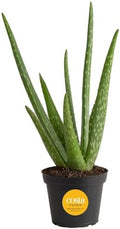 Costa Farms Aloe Vera Plant, Live Succulent, Easy Care Indoor Houseplant in Grower Pot, Room Air Purifier, Tabletop, Office, Desk or Home Décor, Housewarming, Garden Gift, 10-Inches Tall by Unknown