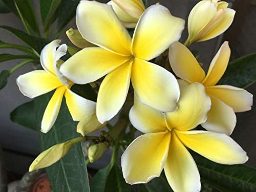 Hawaiian Rare Yellow Plumeria Live Plant Cutting - Fragrant Tropical Plant - Image 5