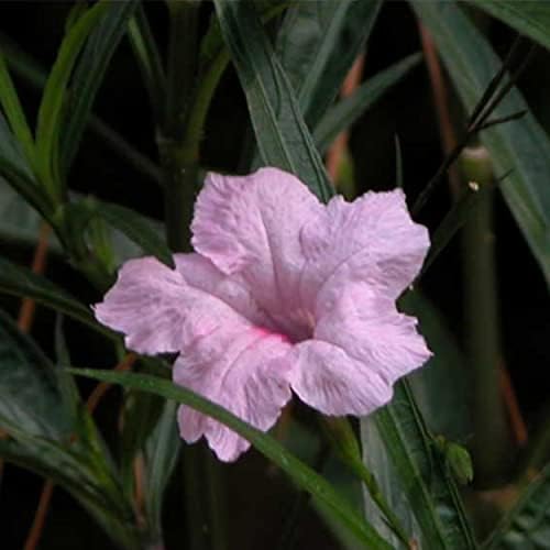 Pink Blue Bells, a Great Live Pond Plant for Your Water Garden. Filters koi and Goldfish Ponds. Good for Bogs, Plant Shelf or Shallow Water This marginal Aquatic is a Real Beauty - Image 5