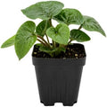 Wild Ginger Plant in Small Pot, Easy Care Wild Ginger, Hardy Perennial, Full Shade Loving Groundcover for Gardens by GINGERGLOW