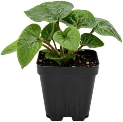 Wild Ginger Plant in Small Pot, Easy Care Wild Ginger, Hardy Perennial, Full Shade Loving Groundcover for Gardens by GINGERGLOW