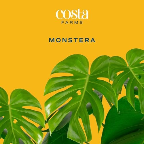 Costa Farms Monstera, Live Indoor Plant, Tropical Plant, Home Decor - Image 3