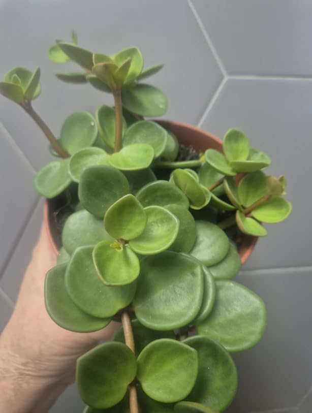 Variety of Peperomia Live Plant for Houseplant Tropical Shurb 4" Pot (Peperomia Hope Plant) - Image 6