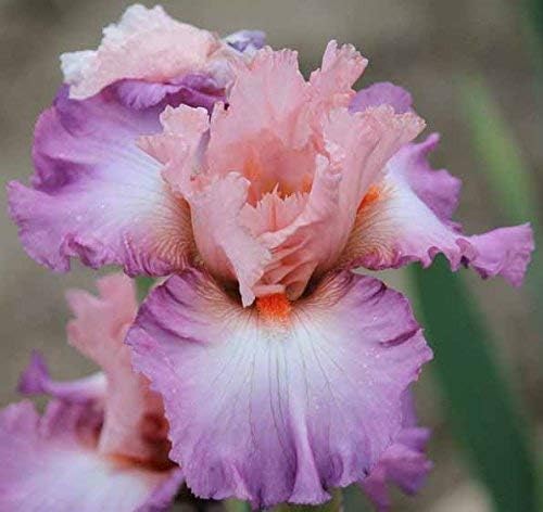 Blowing Kisses, Colorful Bearded REBLOOMING IRIS (1) Rhizome/Bulb/Root Ready for Planting Now by Unknown