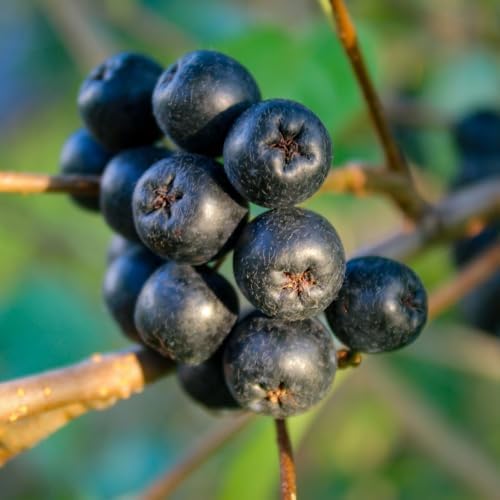 Live Black Chokeberry Plant, Bare Root - 12-16 Inch Tall Plants - Image 5