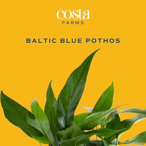 Costa Farms Baltic Blue Pothos, Live Indoor Plant, Trailing Vine - Image 3