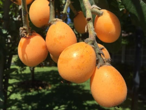 1 Perennial Golden Loquat Fruit Live Seedling Tree,Japanese Plump Live Tree - Image 2