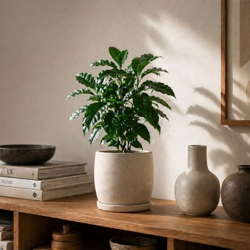 Live Coffee Arabica Plant - 'Coffee Tree' - ragnaroc Tropical Plant 6-12" Tall - 1ct - Live Arrival Guaranteed - House Plants for Home Décor & Gift - Image 2