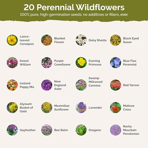 Eden Brothers Perennial Pollinator Wildflower Mixed Seeds, 1lb - Image 3