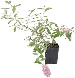 Greenwood Nursery: Live Shrub Plants - 'Pink Cascade' Butterfly Bush + Buddleja/Buddleia Davidii - [Qty: 3X Pint Pots] - (Click for Other Available Plants/Quantities) - Image 2