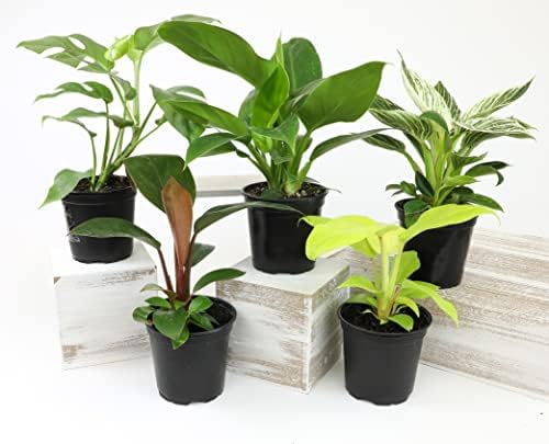 Philodendron Plant Live Houseplant 4PK, Air Purifying Plants, 4 in. Pots - Image 3