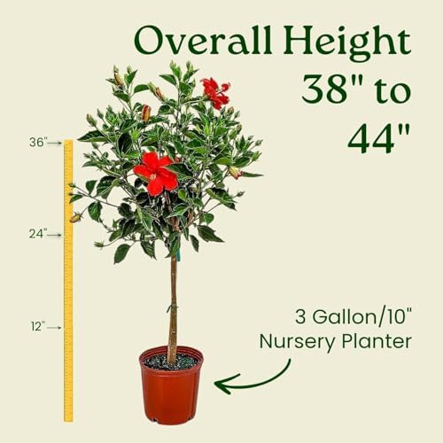 Live Hibiscus Plant - Tropical Flowering Tree Plant - Red President - Overall Height 38" to 44" - Tropical Plants of Florida (Plant Only) - Image 3