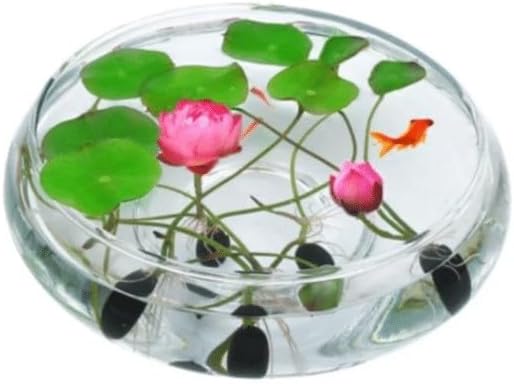 10pcs Pre-Sprouted Mixed Color Bonsai Bowl Lotus - Ideal Indoor and Outdoor Aquatic Plants, Ready to Thrive - Image 4