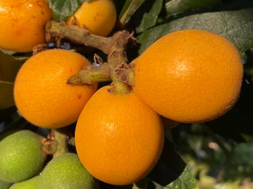 1 Perennial Golden Loquat Fruit Live Seedling Tree,Japanese Plump Live Tree - Image 6