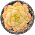 Live Succulent Echeveria 'Peachy Cheeks', 2 Inch Potted Rooted Houseplant by VerdantVigor