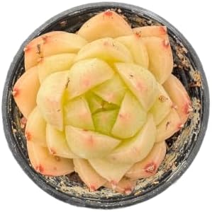 Live Succulent Echeveria 'Peachy Cheeks', 2 Inch Potted Rooted Houseplant by VerdantVigor