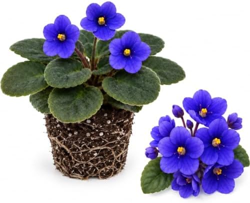 Blue African Violets Live Plant Bare Root, Easy Care Violets Plant Live by GINGERGLOW