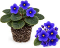 Blue African Violets Live Plant Bare Root, Easy Care Violets Plant Live by GINGERGLOW