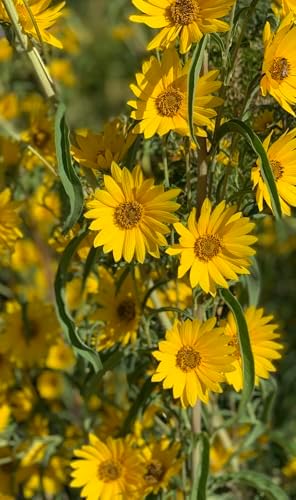 Maximilian Sunflower Seeds - 6000+ Count - for 2026 Planting Prairie Sunflower Perennial Wildflower Drought Tolerant Deer Resistant Tall Yellow Flower Grow Your Own Home Farm Patio - Image 6