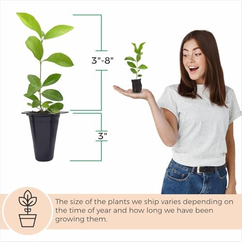 Barbados Cherry Tree (4 Pack) Live Plant for Sale | Easy to Grow Plants | Edible Fruit Plant for Sustainable Living | Grow Your Food on Your Edible Organic Garden - Image 4
