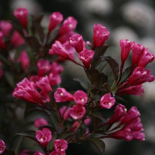 Green Promise Farms Wine & Roses` (Weigela) Shrub, #3-Size Container, Pink Flowers by GreenPromiseFarms