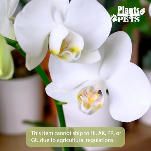 Premium White Live Orchid Plant Blooming in 3.5" Blue & White Orchid Pot, Live Plants, Houseplant Gifts, Approx. 16" Tall, Pet Friendly Houseplants, Phalaenopsis Moth Flower by Plants for Pets - Image 2