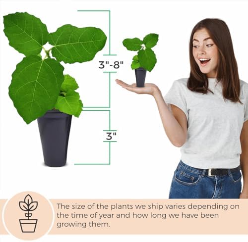 Fig Tree Chicago Hardy Live Plant (4 Pack) Cold-Hardy Live Plants to -10°F | Easy to Grow Plants | Edible Fruit Plant | Grow Your own Food on Your Edible Organic Garden| Live for Planting. - Image 5