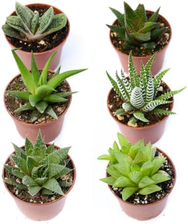 Live Indoor Succulent Plants – 2-inch Assorted Small Succulent – Real Fully Rooted Indoor Succulent Plants (6) - Image 3