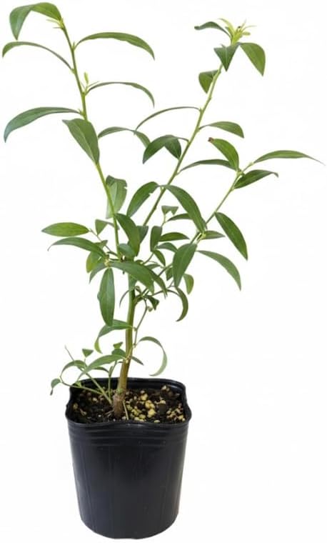 Pink Lemonade Blueberry Bush Live Plant, Edible Fruit Plant - Image 5
