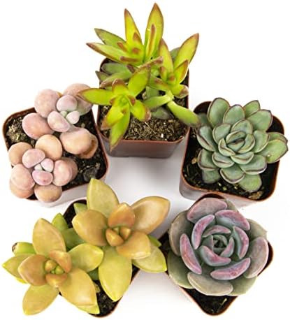 Altman Plants, Live Succulents Plants Live Houseplants (5PK), Succulent Plants Live Indoor Plants, Live Plants Indoor Live House Plants, Succulent Plant Kit, Live Cactus Plants Live in Succulent Soil - Image 2