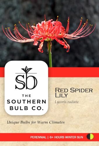 Red Spider Lily Bulbs, Lycoris Radiata, 10 Pack, Texas Grown Heirloom - Image 6