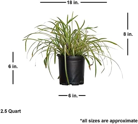 Variegated Liriope 'Lily Turf' (2.5 Quart) Semi-Evergreen to Evergreen Groundcover Perennial - Full Sun to Part Sun Live Outdoor Plant - Image 2