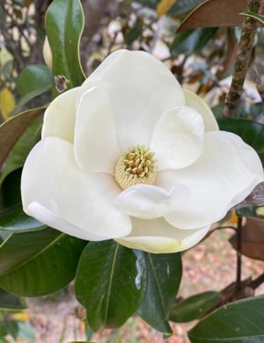 15PCS White Southern Magnolia Flower Seeds Ornamental Landscape Tree Seeds - Image 2