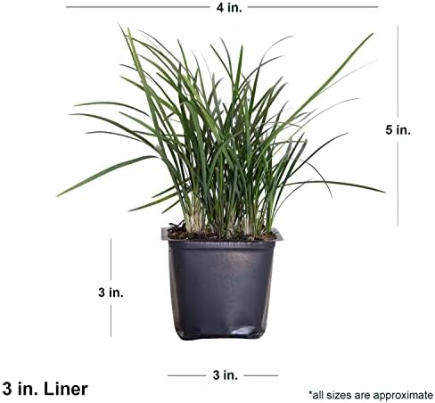Mondo Grass 18 Pack - Evergreen Groundcover - Full Sun to Part Sun Live Outdoor Plant Loropetalum Grass Plugs - Image 2