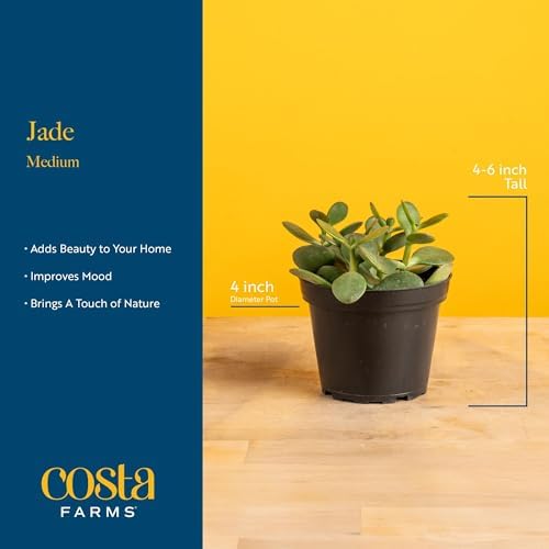 Costa Farms Succulent, Live Indoor Jade Plant, Easy Care, Home Decor - Image 4