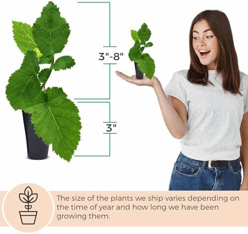 BlackBerry Plants Triple Crown (4 Pack) Live for Sale | Easy to Grow Plants | Edible Fruit Plant for Sustainable Living | Grow Your own Food on Your Organic Garden | Live for Planting | - Image 4