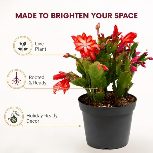 Christmas Cactus Live Plant, 8 Inch Rooted Indoor Holiday Houseplant - Image 2