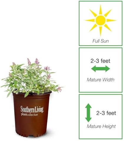 Perfect Plants Li'l Lavender Butterfly Bush, 1 Gallon, Live Plant - Image 2