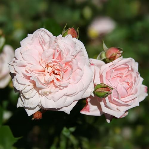 Heirloom Climbing Roses, Live Own Root Plant, Awakening™ by HeirloomRoses