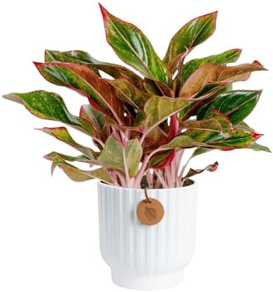 Costa Farms Chinese Evergreen, Live Indoor Plant, Easy Care, Home Decor by Unknown