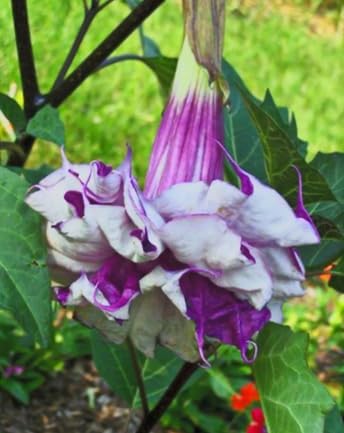 Black Currant Angel’s Trumpet Live Plant – Brugmansia Hybrid – Purple White Flowers – Fragrant Tropical Shrub – in Pot - Image 4