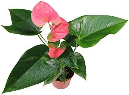 Pink Anthurium - 4" from California Tropicals by CaliforniaTropicals