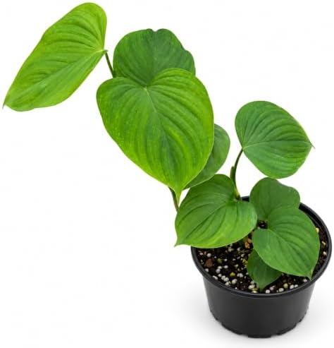 Philodendron Peru Live Plant - Rare Textured Indoor Trailing Houseplant by NYCitySucculents