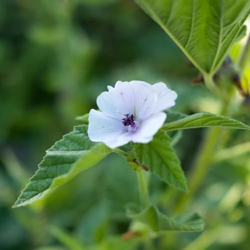 Banyan Botanicals Organic Marshmallow Seeds – Althaea officinalis – Grow Marshmallow Root for Your Home Apothecary or for Marshmallow Root Tea – 50 Count – Open Pollinated Non-GMO Easy-to-Grow - Image 4