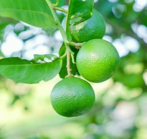 Mexican Key Lime Tree - 2-5 Inch Tall Live Plant - Potted Lime Fruit Seedling - Citrus aurantifolia - Image 5