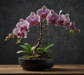 10 Orchid Bonsai Tree Seeds for Planting by CZGrain