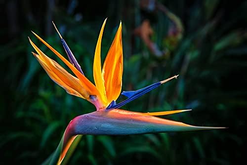 Orange Bird of Paradise Flower Seeds - 5 Seeds to Grow - Great Indoor Tropical Plant or Bonsai - Strelitzia Reginae by CZGrain