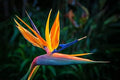 Orange Bird of Paradise Flower Seeds - 5 Seeds to Grow - Great Indoor Tropical Plant or Bonsai - Strelitzia Reginae by CZGrain