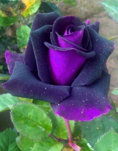 Bonsai Germany Rare Purple Roses 30Pcs Dragon Rose Heirloom Seeds by seedsofstrength