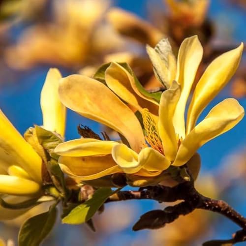 Yellow Magnolia Tree Plant Live, 6-12 Inch Tall, 2.5 Inch Pot - Image 7